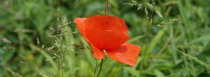 Klatschmohn FB Banner Klatschmohn FB Banner