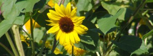 Kleine Sonnenblume FB Banner Kleine Sonnenblume FB Banner