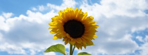 Nikipics Sonnenblume FB Banner Nikipics Sonnenblume FB Banner