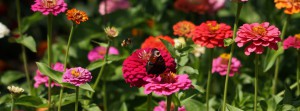 Power für Schmetterling und Hummel FB Banner Power für Schmetterling und Hummel FB Banner