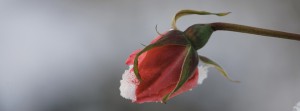 Rose im Dezember FB Banner Rose im Dezember FB Banner