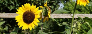 Sonnenblume im Garten FB Banner Sonnenblume im Garten FB Banner