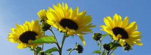 Sonnenblumen vor blauen Himmel FB Banner Sonnenblumen vor blauen Himmel FB Banner