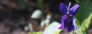 Veilchen FB Banner Veilchen FB Banner