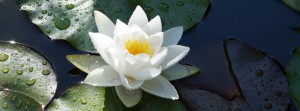 Weiße Seerose FB Banner Weiße Seerose FB Banner