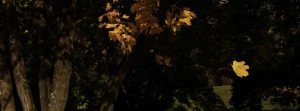Fallendes Herbstblatt FB Banner Fallendes Herbstblatt FB Banner