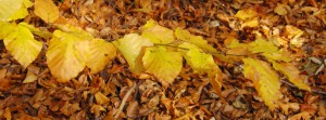 Goldgelbes Herbstlaub FB Banner Goldgelbes Herbstlaub FB Banner