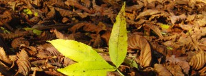 Herbst FB banner 1 Herbst FB banner 1