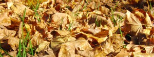 Herbst FB Banner 2 Herbst FB Banner 2