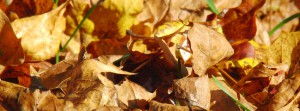 Herbstlaub FB Banner 1 Herbstlaub FB Banner 1