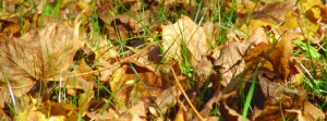 Herbstlaub FB Banner 2 Herbstlaub FB Banner 2
