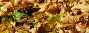 Herbstlaub FB Banner 3 Herbstlaub FB Banner 3