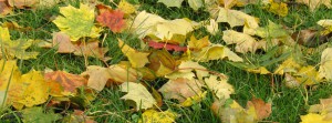 Herbstlaub im Gras FB Banner Herbstlaub im Gras FB Banner
