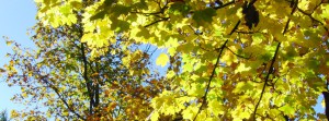 Herbstlicht im Baum FB Banner Herbstlicht im Baum FB Banner