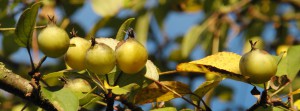 Kleine Herbstäpfel FB Banner Kleine Herbstäpfel FB Banner