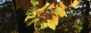 Laub im Herbstlicht FB Banner Laub im Herbstlicht FB Banner
