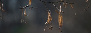Lindenzweig im Novermber FB Banner Lindenzweig im Novermber FB Banner