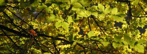 Oktoberlaub- FB Banner Oktoberlaub- FB Banner