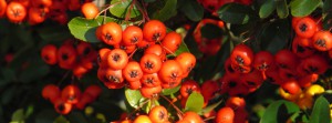 Rote Herbstbeeren FB Banner Rote Herbstbeeren FB Banner