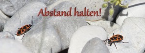 Abstand halten Feuerwanze FB Banner