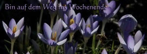 Auf ins Wochenende FB Banner
