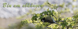 Bin am abhängen Meise FB Banner