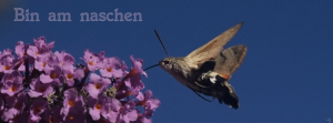 Bin am naschen FB Banner