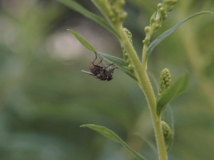 Fliege im grünen Fliege im grünen