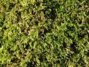 Moos in Sonnenlicht Textur