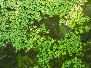 Teich mit Wasserlinsen Textur