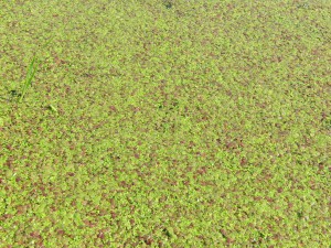 Wasserlinsen Textur 4