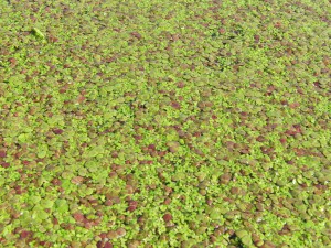 Wasserlinsen Textur 3