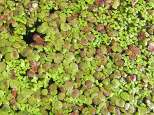 Wasserlinsen Textur 2