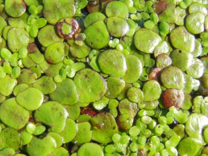 Wasserlinsen Textur 1