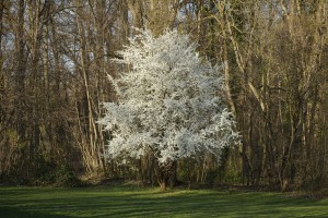 Baum im Frühlingschmuck Baum im Frühlingschmuck