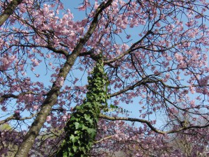 Baumstamm mit Efeu im Frühling Baumstamm mit Efeu im Frühling