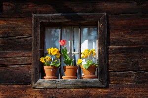 Frühlingsfenster Frühlingsfenster