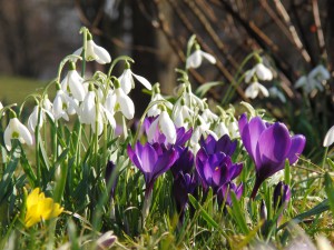 Frühlingsfreude 1 Frühlingsfreude 1