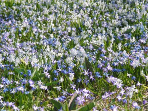 Frühlingsfreude 3 Frühlingsfreude 3