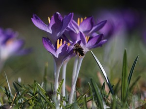 Frühlingsnektar Frühlingsnektar
