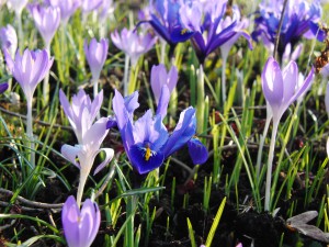 Iris im Krokusbeet Iris im Krokusbeet