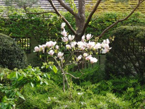 Kleiner Magnolienstrauch Kleiner Magnolienstrauch