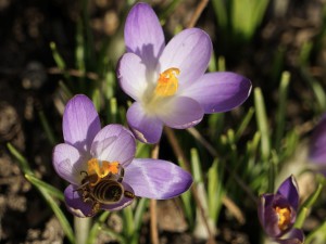 Kopfüber in den Vorfrühling Kopfüber in den Vorfrühling