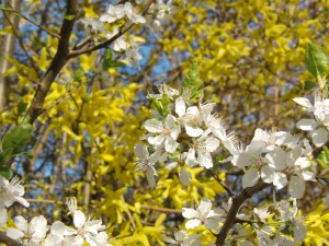 Weisse Blüten vor Forsythien Weisse Blüten vor Forsythien