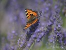 Schmetterling im Lavendel 
