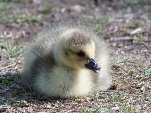 Hab schon meine ersten Zähnchen Hab schon meine ersten Zähnchen
