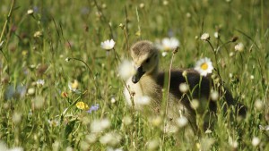Küken in Frühlingswiese Küken in Frühlingswiese