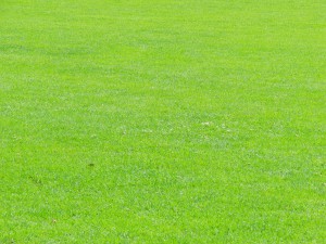 Grüner Rasen Textur