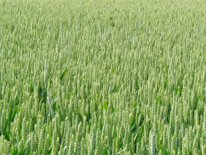 Grünes Getreidefeld Textur