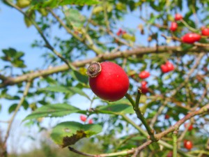 Einsame Hagebutte